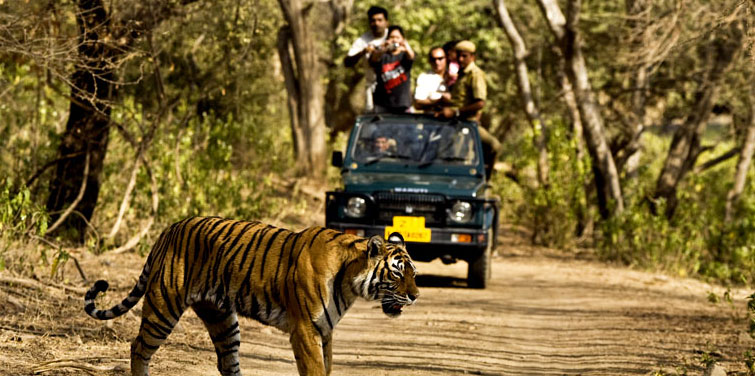 corbett-jeep-safari